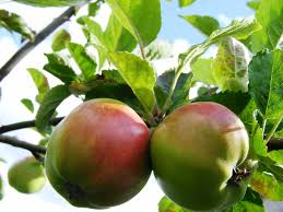 Different Types of Apple Trees