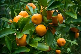 Picking-the-Right-Orange-Tree