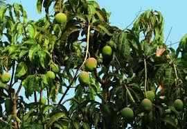 Preventing Diseases in Fruit Trees