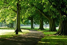 Protecting Trees with Bird Netting