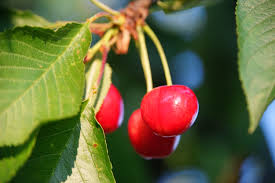 The Many Types of Cherry Trees